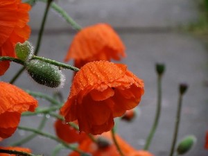 Les coquelicots dans la poésie classique (Homère, Catulle, Virgile...)