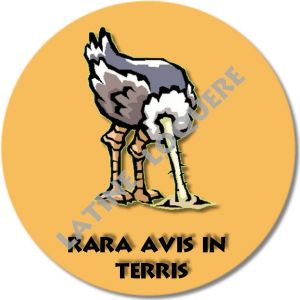 21-raraavis-exemple.jpg