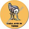 21-raraavis-exemple.jpg