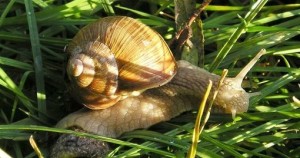 Des escargots au menu des Européens il y a 30 000 ans