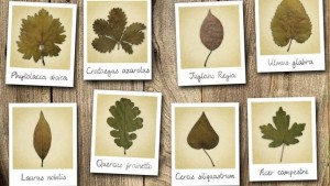 Les plantes perdent leur latin, pas leur attrait