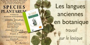 Les langues  anciennes  en botanique : travail sur le lexique
