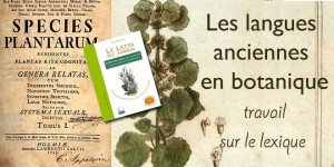 Les langues anciennes en botanique : travail sur le lexique