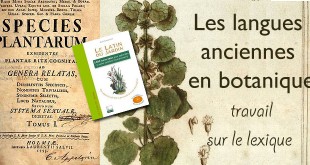 Les langues  anciennes  en botanique : travail sur le lexique