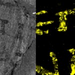 Sciences & Avenir / Le secret de plomb des papyrus d’Herculanum