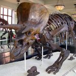 Du grec chez les dinosaures ! Séance « hors programme » Grec/SVT