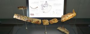 Sur les traces de la santé @ Balcon des sciences, musée de l'Homme | Paris | Île-de-France | France