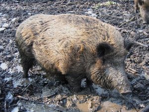 Au-delà de la gourmandise d’Obélix