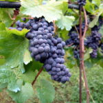 Les mêmes cépages français depuis l’Antiquité