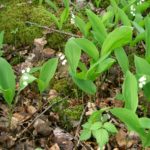 Saviez-vous que "muguet" remonte à un mot sanskrit signifiant... "testicule" ?