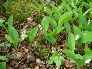 Saviez-vous que "muguet" remonte à un mot sanskrit signifiant... "testicule" ?