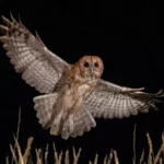 Der Altsprachliche Unterricht Latein/Griechisch / Lire pour se faire peur.