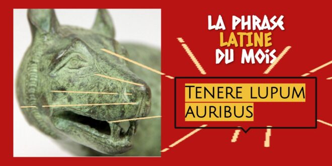 La phrase latine du mois : Tenere lupum auribus