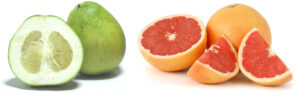 BOTANIQUE : Pamplemousse et Pomelo : une histoire de famille... en latin !