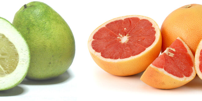 BOTANIQUE : Pamplemousse et Pomelo : une histoire de famille… en latin !